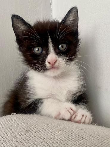 scottish fold: Продаю котят породы сиамские приучены к лодку кушают корм. 1 месяц — 2