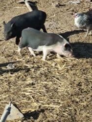 домик для кот: Продаю | Поросенок | Вьетнамская вислобрюхая | Для разведения | Племенные — 10