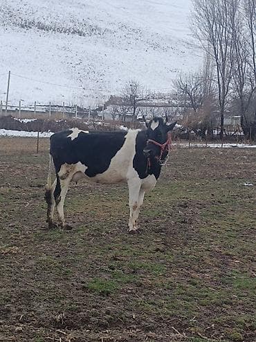 корм аллер: Продаю | Корова (самка), Тёлка, Музоо, торпок | Голштин, Симментальская | На забой, Для разведения, Для молока | Племенные, Стельные, Искусственник — 7