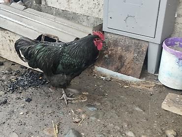 сөөл жан: Сатам | Короздор | Көбөйтүү үчүн — 2