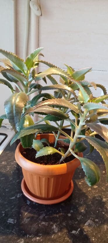 люцерна джеа в кыргызстане: Каланхоэ. Цена зависит от размера растения — 3