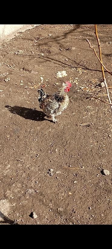 Айыл-чарба жаныбарлары: Сатам | Короздор | Көбөйтүү үчүн — 6