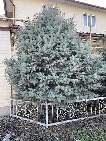 Саженцы деревьев: Ели, Самовывоз