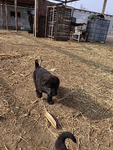 продам поросят: Щенки немецкой овчарки - Помет от породистой немецкой овчарки (мать — 6