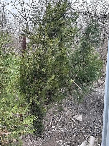 Продается туя, цена договорная, г. Токмок
