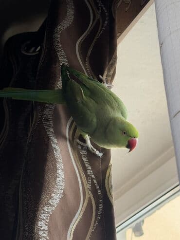 купить крольчатник: Попугай ожереловый молодой — 2
