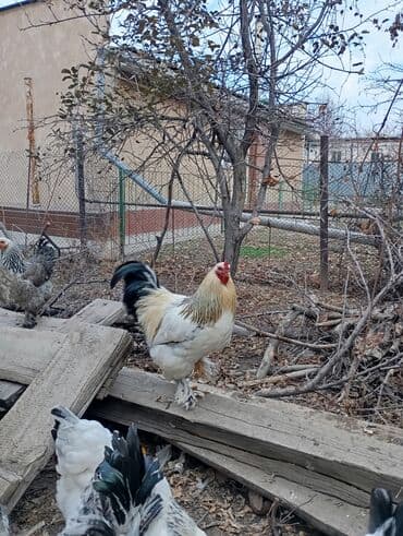 рюкзак для животных: Петухи брама 5 месячные в Канте,крупные на племя — 9