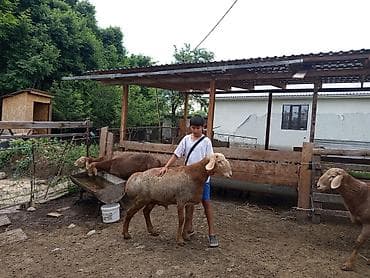 заяц живой: Продаю | Баран (самец) | Арашан | Для разведения | Племенные — 4