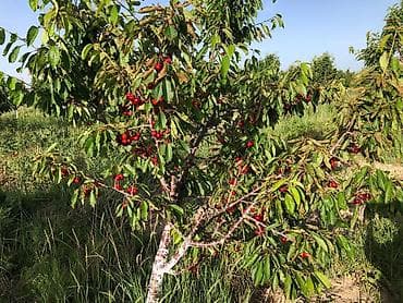 куплю поля: 400 соток, Для сельского хозяйства, Красная книга — 9