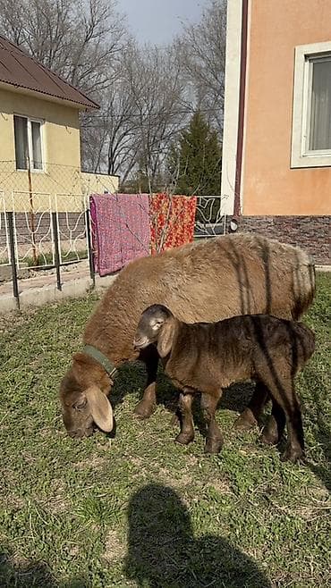 домашные животные: Продаю | Овца (самка) | Для разведения | Матка — 1