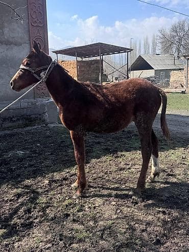ат бээ: Продаю | Жеребенок | Для разведения | Племенные — 4