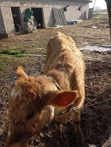 Ветеринар кызматы: Сатам | Музоо | Бордоп семиртүү үчүн | Байланган — 4