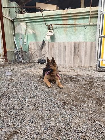 Ит бекер берем: Немецкая овчарка, молодая собака классического чепрачного окраса — 5