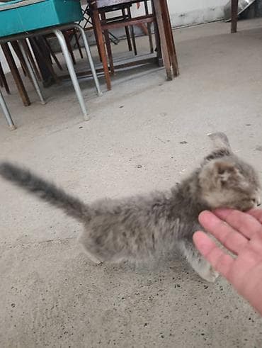 Үй жаныбарлары: Отдаётся котёнок: мальчик, около 1 месяца. Нашли на улице. Быстро — 9