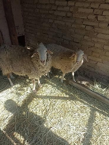 Продам с/х животных: Продаю | Овца (самка) | Меринос | Для разведения | Матка — 2