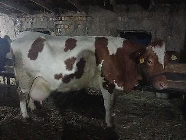 бекер уй: Сатам | Уй (ургаачы) | Сүт алуу үчүн | Байланган — 1