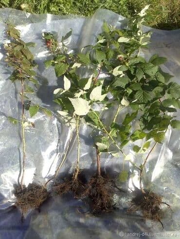 набор ключей купить: Малина Оптом, Платная доставка — 1