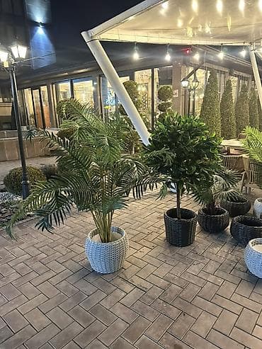 простой: Декоративные напольные растения в кашпо для интерьера и террас - — 6