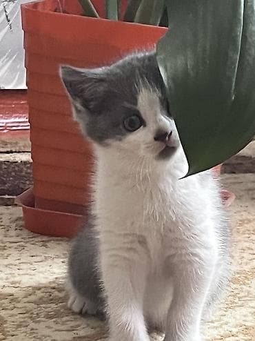 щенки дворняги: Котёнок, окрас серо-белый (биколор). Короткая плюшевая шерсть — 6