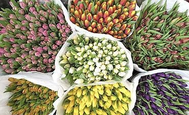 -Принимаем оптовые заказы на тюльпаны - Длинные упругие стебли