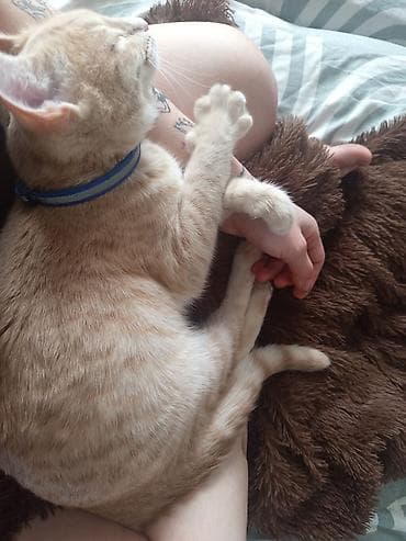 кошка домашняя: Кошка даром: Беспородная, 5 месяцев, Девочка, Приучена к лотку, Проглистована — 4