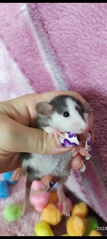 с мыкан: Питомник Rat Hause Love: предлагаются красивейшие лысые и волосатые — 10