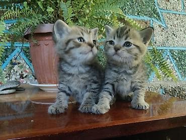 кошка пушистая: Котята, короткошёрстные, домашние. Тигровый (мальчик и девочка) — 1