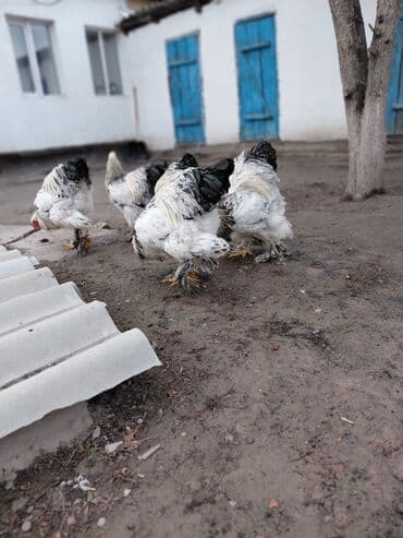 сетки доя куры: Продаю | Куры | Брама | Для разведения — 1