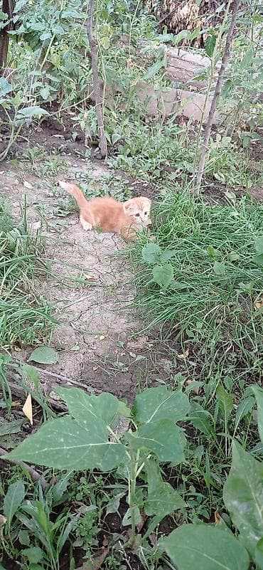 Үй жаныбарлары: Скотиш Фолд (Шотландиялык шалпаң кулак), 2 айлык, Эркек, Кызгыл сары — 2