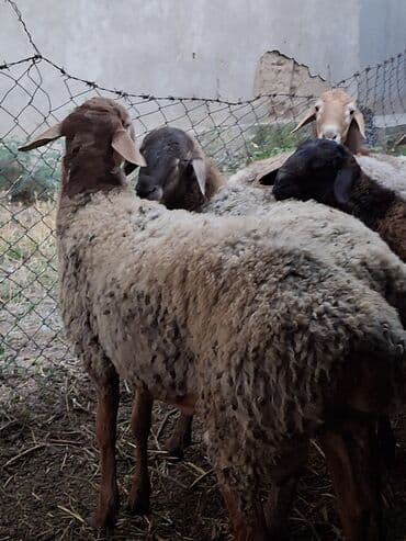 где можно купить молодых кур несушек: Продаю | Баран (самец) | Полукровка | На забой, Для разведения, Для шерсти | Осеменитель, Племенные — 3