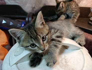 бенгальский кот: Беспородная, 2 месяца, Мальчик, Приучена к лотку — 1