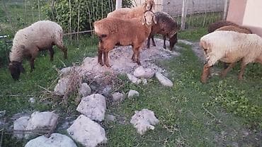Продаю | Ягненок | Полукровка | Для разведения | Котные