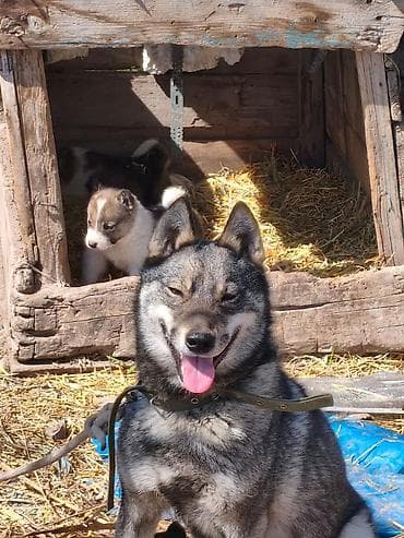 той терьер бишкек: Щенки лаек - Помёт от рабочих лаек, крепкая породная конституция — 1