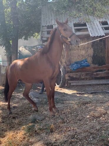 купить стаффордширского терьера: Продаю | Кобыла (самка) | Полукровка, Английская, Дончак | Конный спорт, Для разведения | Племенные — 3