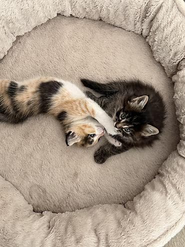 Мышыктар: Мышык бекер берилет: Породасыз, 2 айлык, Ургаачы, Лотокко барууга үйрөтүлгөн — 6