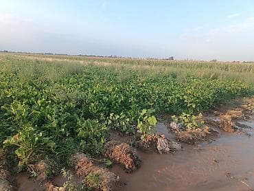 поливной земли: 3 соток — 1