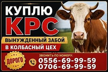 ветеринар вызов дом в бишкеке: Колбасный цех : Коровы, быки, | На забой, на мясо — 1