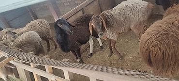 сено реска: Продаю | Овца (самка), Ягненок, Баран (самец) | На забой — 3