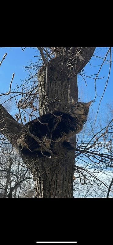 мейкун кошка: Мейн-кун, 1 год, Девочка, Приучена к лотку — 2
