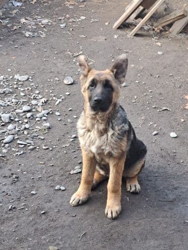 отдам алабая в добрые руки: Немецкая овчарка, 5 месяцев, Самка, С прививкой — 3