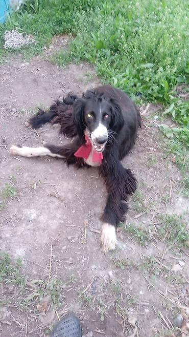 купить собаку доберман в бишкеке: Тайган, 1 месяц, Самец — 8