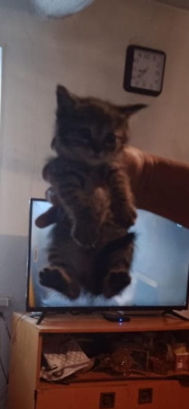 регдол кошка: Котята домашние, ручные. На фото — помёт разной окраски: - — 3