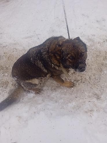 Кемирүүчүлөр: Собака на привязи (дворовая/охранная). Крупная, крепкого телосложения — 7