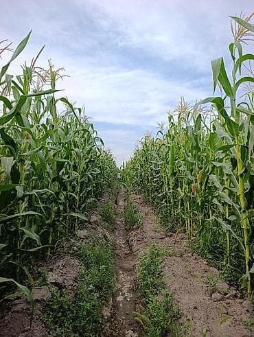 ферма центр: Продается кукуруза 🌽 сорт местный в перемешку с пионером поле — 8