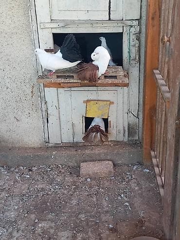 голуби животные: Продаю | Куры | Для разведения — 6