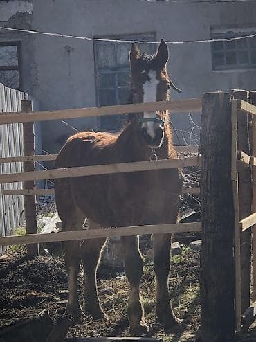 эшек жаныбар: Сатам | Байтал | Аргын | Ат спорту — 2