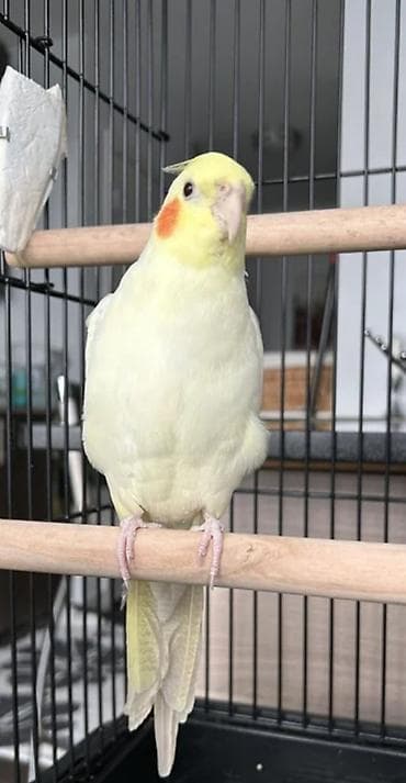 сойушка улак: Корелла.Ошский рынок ул.Токтогул 259/4 — 4