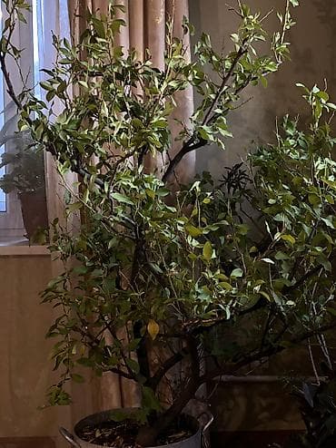 книжная полка бишкек: Дерево Лимон2 м — 1