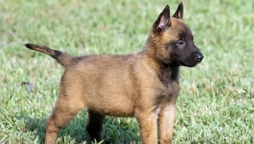 собаки для охраны: Продается щенок 2- месячный бельгийской овчарки чистая кровь (торг — 1