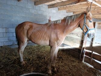 срочно продаю в связи с переездом: Продаю | Жеребец | Для разведения, Конный спорт — 1